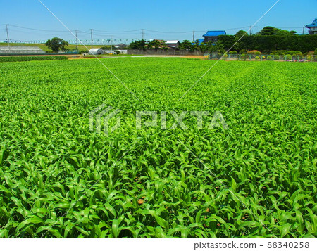 初夏高粱雜草叢生的菜地風光 88340258