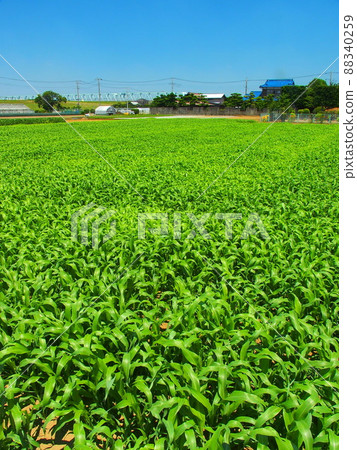初夏高粱雜草叢生的菜地風光 初夏高粱雜草叢生的菜地風光 88340259