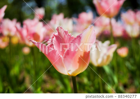 Tulip: Maiden Sakura Fringe Bloom FR Tulip: Maiden Sakura Fringe Bloom FR 88340277