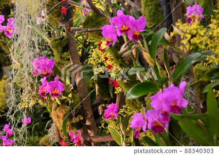 <Tokyo> World Ran Exhibition 88340303