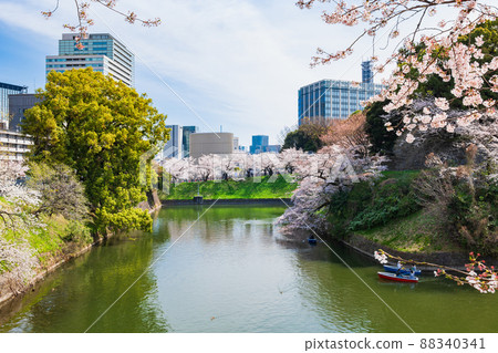 櫻桃樹盛開Chidorigafuchi 88340341