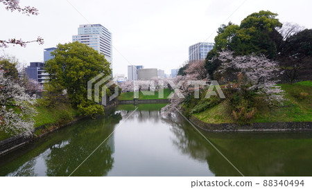 Chidorigafuchi的櫻花 88340494