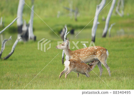 母乳喂養的伊佐鹿父母和孩子（北海道） 88340495