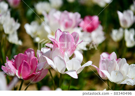 鬱金香：糖果俱樂部單身綻放晚年 88340496