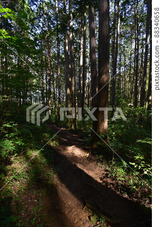 It is Aoba no Mori Ryokuchi in Aobayama, a natural monument in Sendai City, Miyagi Prefecture. It is Aoba no Mori Ryokuchi in Aobayama, a natural monument in Sendai City, Miyagi Prefecture. 88340658