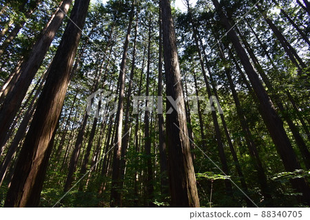 It is Aoba no Mori Ryokuchi in Aobayama, a natural monument in Sendai City, Miyagi Prefecture. 88340705