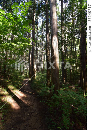 位於宮城縣仙台市的天然紀念物青葉山的青葉之森綠地。 位於宮城縣仙台市的天然紀念物青葉山的青葉之森綠地。 88340717