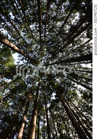 位於宮城縣仙台市的天然紀念物青葉山的青葉之森綠地。 88340720