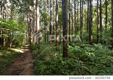 It is Aoba no Mori Ryokuchi in Aobayama, a natural monument in Sendai City, Miyagi Prefecture. 88340746