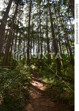 It is Aoba no Mori Ryokuchi in Aobayama, a natural monument in Sendai City, Miyagi Prefecture. 88340755