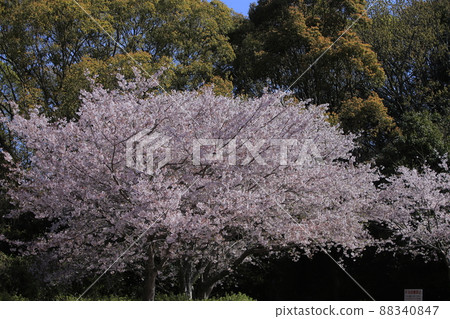 大牟田市黑崎公園櫻花, 大牟田市黑崎公園櫻花, 88340847