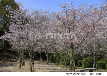 Omuta City Kurosaki Park Sakura, - Stock Photo [88340848] - PIXTA