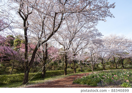 櫻花人行道 櫻花人行道 88340899