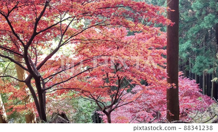 楓葉秋葉 88341238
