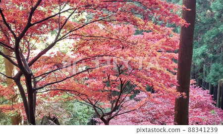 楓葉秋葉 2 88341239
