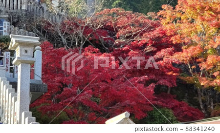 神社的楓葉和樓梯 88341240
