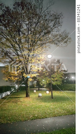 秋天夜公園燈、樹和草坪 1 88341241