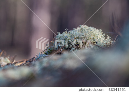 Moss, lichens in a pine forest, Forest massif at Carcans Plage, pine forest near Lacanau, on the 88341261