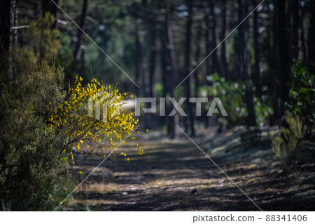 Yellow broom flowers in a pine forest, Forest massif at Carcans Plage, pine forest near Lacanau, on Yellow broom flowers in a pine forest, Forest massif at Carcans Plage, pine forest near Lacanau, on 88341406