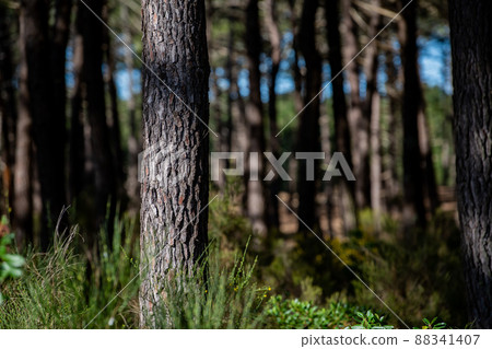 Forest massif at Carcans Plage, pine forest near Lacanau, on the French Atlantic coast 88341407