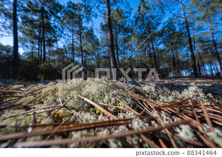 Forest massif at Carcans Plage, pine forest near Lacanau, on the French Atlantic coast 88341464
