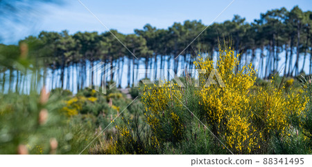 Yellow broom flowers in a pine forest, Forest massif at Carcans Plage, pine forest near Lacanau, on Yellow broom flowers in a pine forest, Forest massif at Carcans Plage, pine forest near Lacanau, on 88341495
