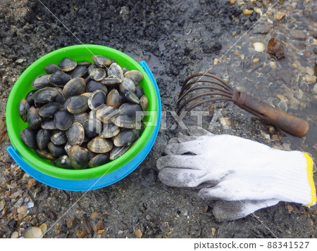 Clamming 88341527