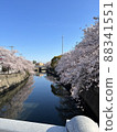 河流和櫻花 88341551