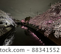 夜晚的櫻花 88341552