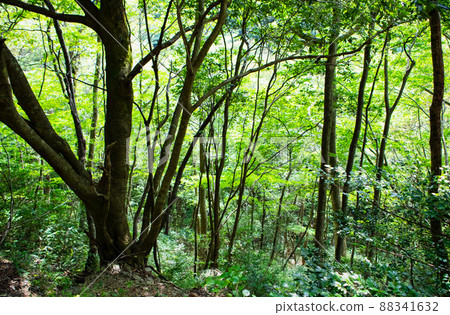 It is an early morning scenery of Mt. Wolong with vivid greenery. It is a famous alpine mountain over 1200m. Have a fresh atmosphere. Hiroshima It is an early morning scenery of Mt. Wolong with vivid greenery. It is a famous alpine mountain over 1200m. Have a fresh atmosphere. Hiroshima 88341632