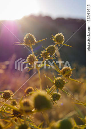 Europe, Nature, Navarre 88341643