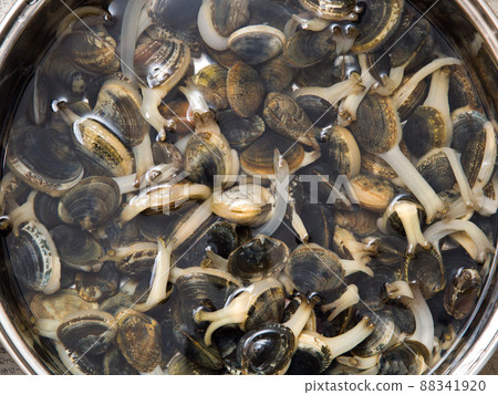 Asari的Asari除砂 Asari的Asari除砂 88341920