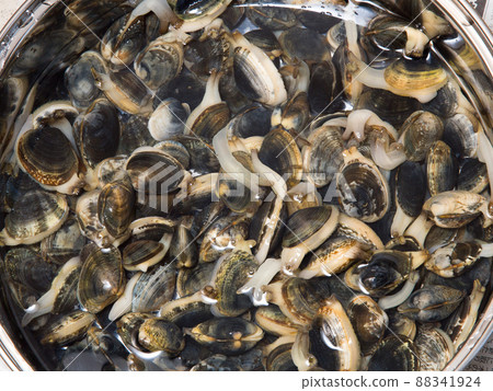 Sandless clams Sandless clams 88341924