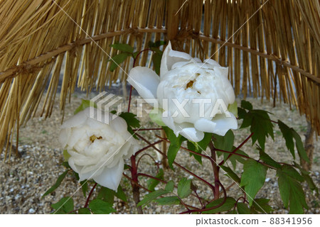 Taima-dera Okuin's cold peony flower 88341956