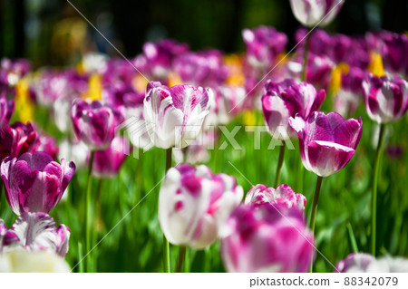 White and purple tulips White and purple tulips 88342079