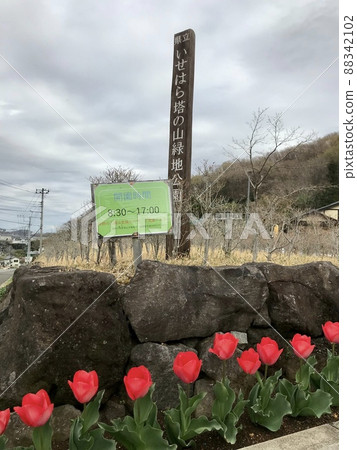 春天伊勢原塔山綠色公園 88342102