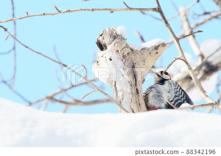 Great spotted woodpecker in Hokkaido in winter, perching on a tree branch and spreading its wings Great spotted woodpecker in Hokkaido in winter, perching on a tree branch and spreading its wings 88342196
