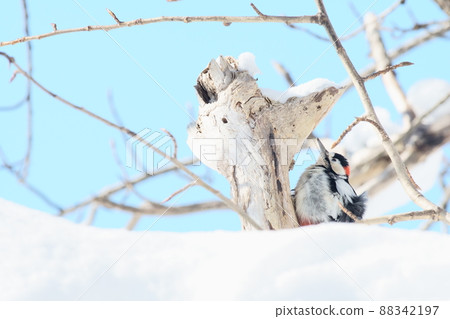Great spotted woodpecker in Hokkaido in winter Great spotted woodpecker in Hokkaido in winter 88342197