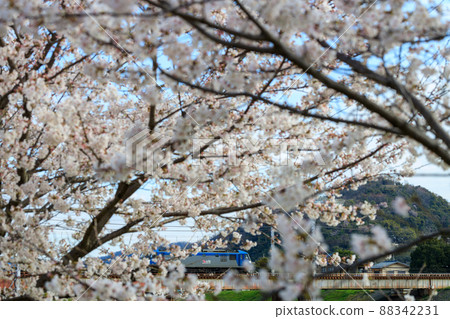 Cherry blossoms in full bloom and freight train Cherry blossoms in full bloom and freight train 88342231