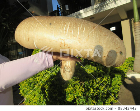 世界上最大的蘑菇，一種巨型白蟻蘑菇 88342442