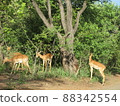 非洲贊比亞野生動物 88342554