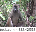 非洲贊比亞野生猴子 88342558