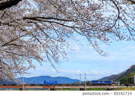 櫻花盛開與貨運列車 櫻花盛開與貨運列車 88342714