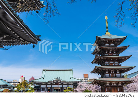 Spring Kakuozan Nittaiji Temple, cherry blossoms in full bloom <Nagoya City, Aichi Prefecture> Spring Kakuozan Nittaiji Temple, cherry blossoms in full bloom <Nagoya City, Aichi Prefecture> 88342762