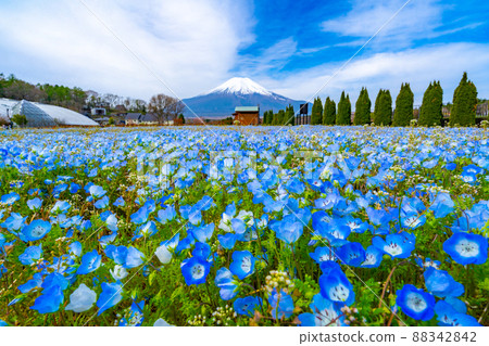 Mt. Fuji and Nemophila flower field 88342842