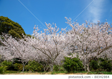 Kasuga, Hanami sunrise 88342864