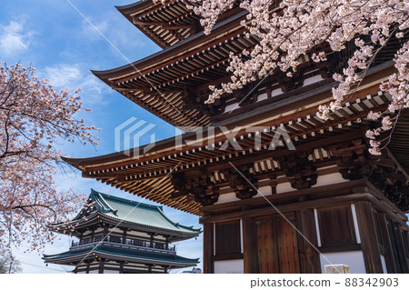 春天的角王山二太寺,櫻花盛開<愛知縣名古屋市> 春天的角王山二太寺,櫻花盛開<愛知縣名古屋市> 88342903
