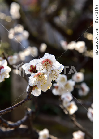 Plum blossoms at Sugawara Tenmangu Plum blossoms at Sugawara Tenmangu 88343165