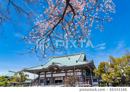 春天的角王山二太寺,櫻花盛開<愛知縣名古屋市> 春天的角王山二太寺,櫻花盛開<愛知縣名古屋市> 88343166