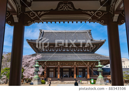 春天東別院,櫻花盛開<愛知縣名古屋市> 春天東別院,櫻花盛開<愛知縣名古屋市> 88343506